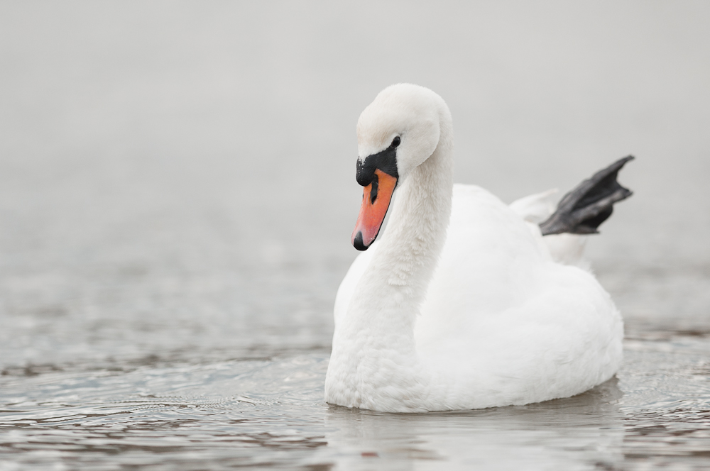 Mute Swan (Cygnus olor), East Sussex, UK