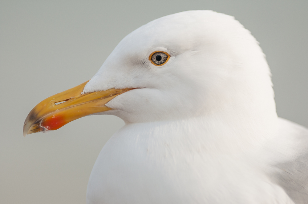 European Herring Gull (Larus argentatus), East Sussex, UK