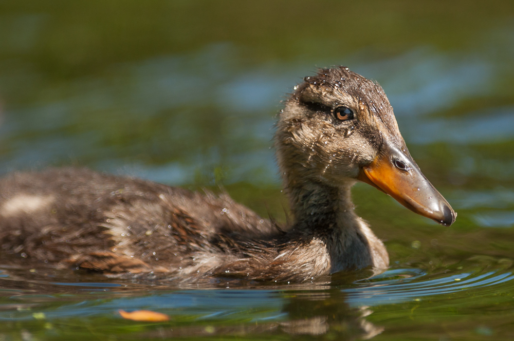 Mallard (Anas platyrhynchos), duckling, East Sussex, UK