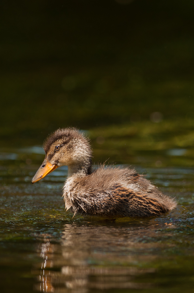 Mallard (Anas platyrhynchos), duckling, East Sussex, UK 