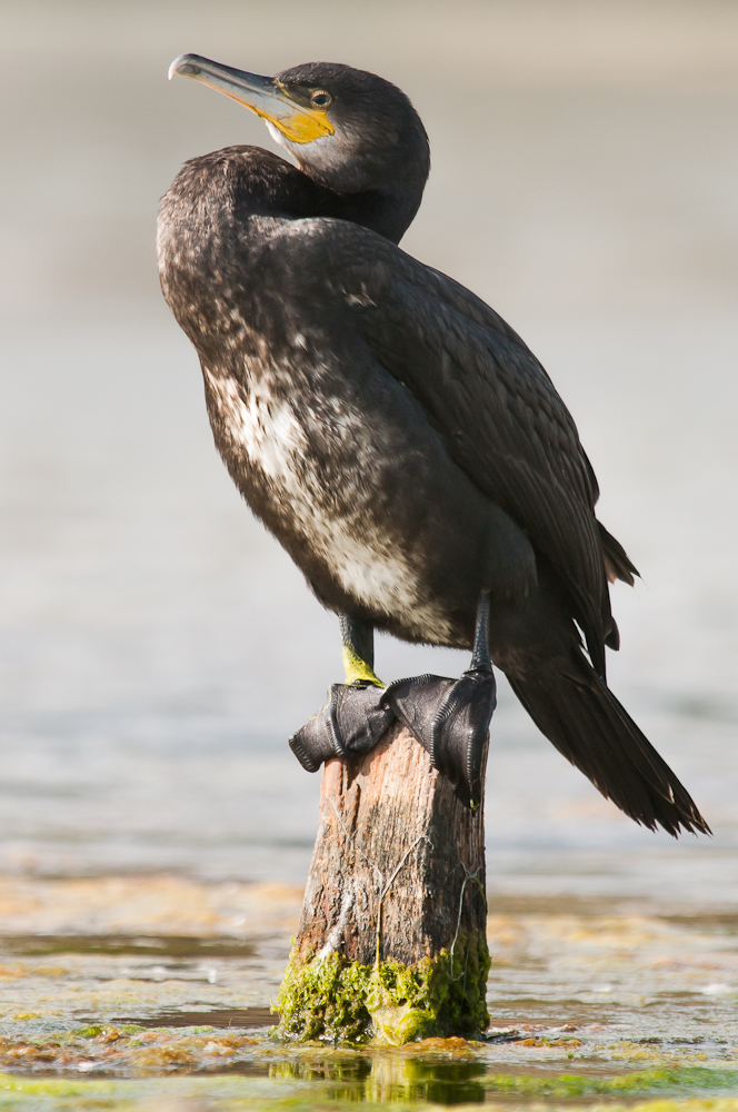 Great Cormorant (Phalacrocorax carbo), juvenile, West Sussex, UK