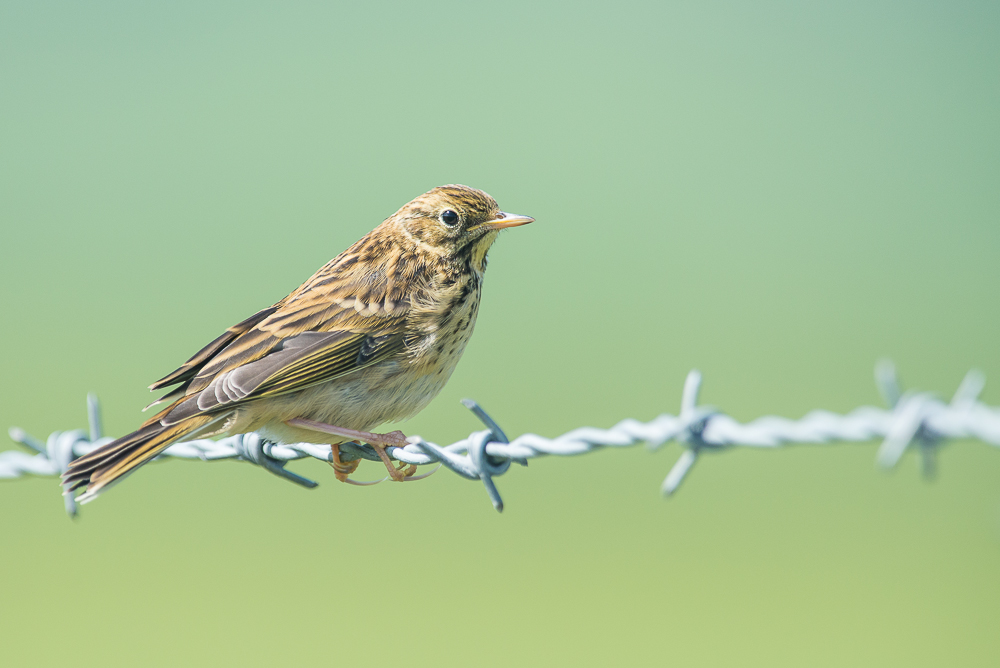 Meadow Pipit (Anthus pratensis), East Sussex, UK 
