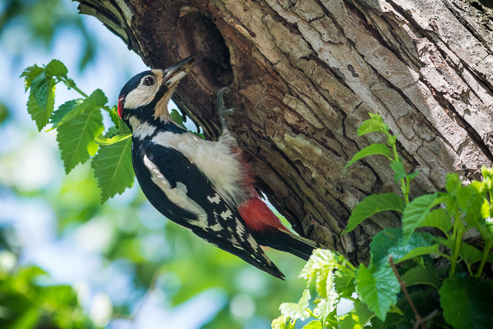 Great Spotted Woodpecker (Dendrocopos major), East Sussex, UK