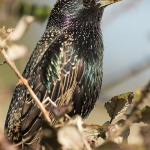 Common Starling (Sturnus vulgaris), West Sussex, UK