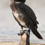Great Cormorant (Phalacrocorax carbo), juvenile, West Sussex, UK