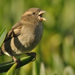 House Sparrow (Passer domesticus), female, Galicia, Spain