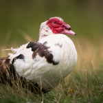 Muscovy Duck (Cairina moschata), West Sussex, UK