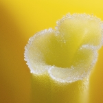 Stigma of a Daffodil